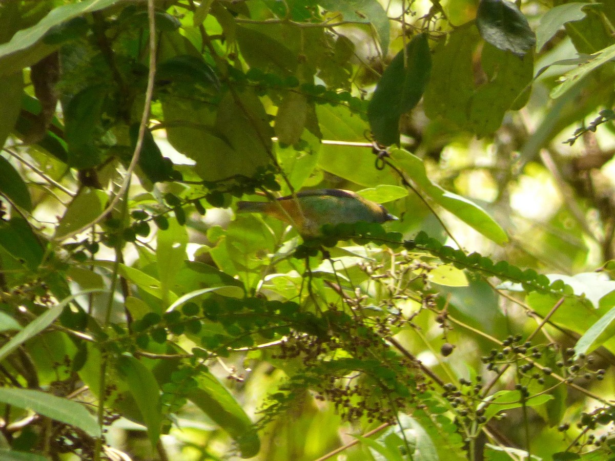 Calliste vert - ML645721017