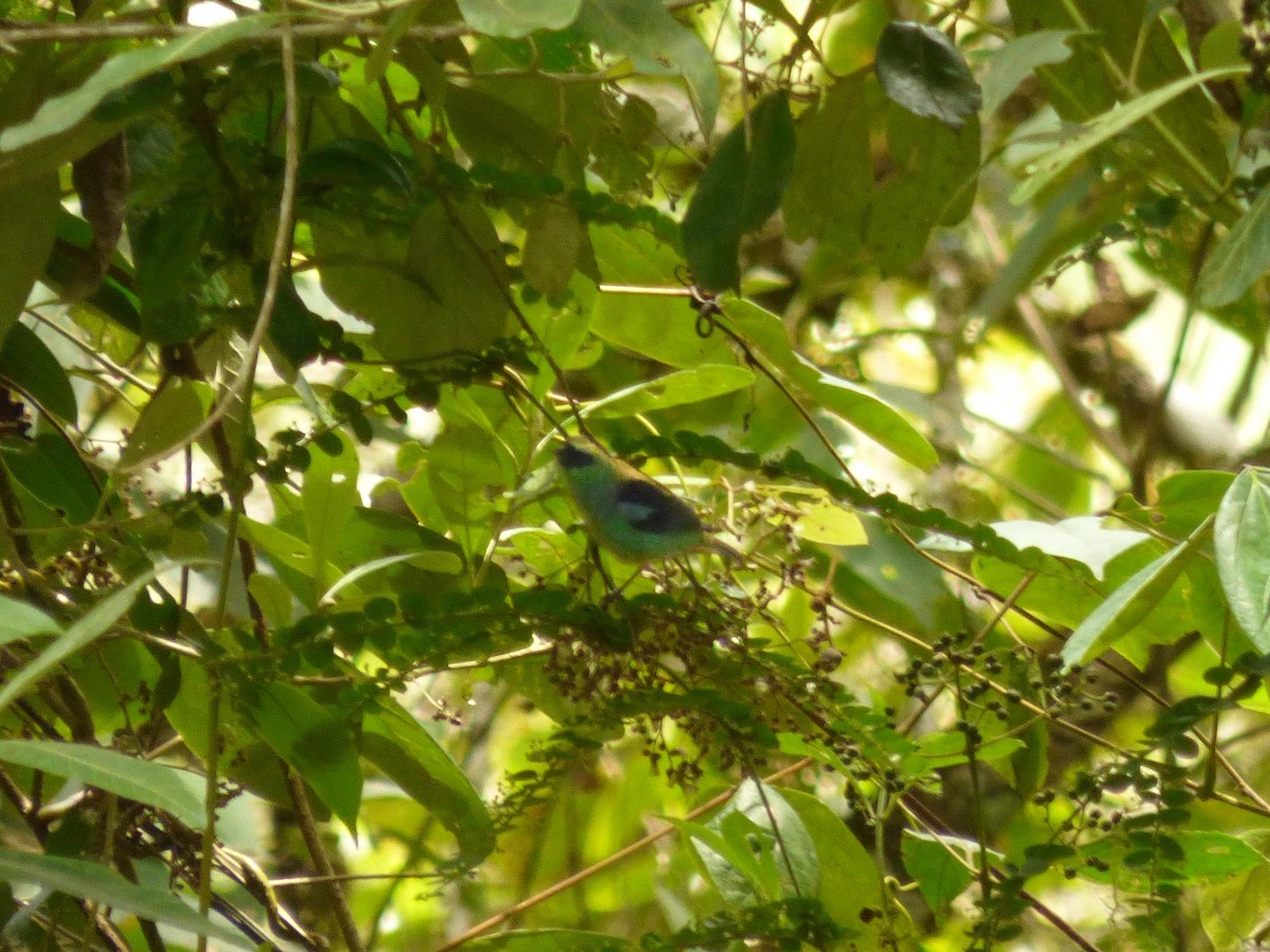 Calliste vert - ML645721018