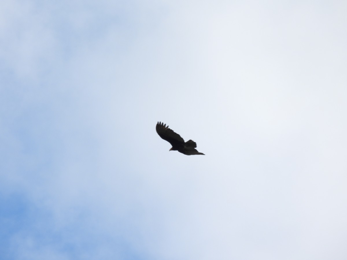 Zone-tailed Hawk - ML645721028