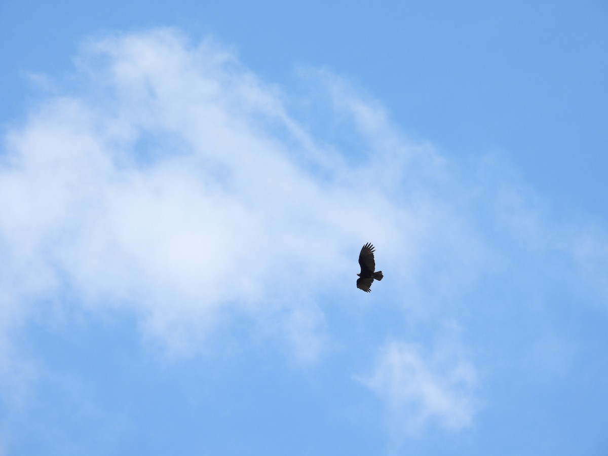 Zone-tailed Hawk - ML645721029