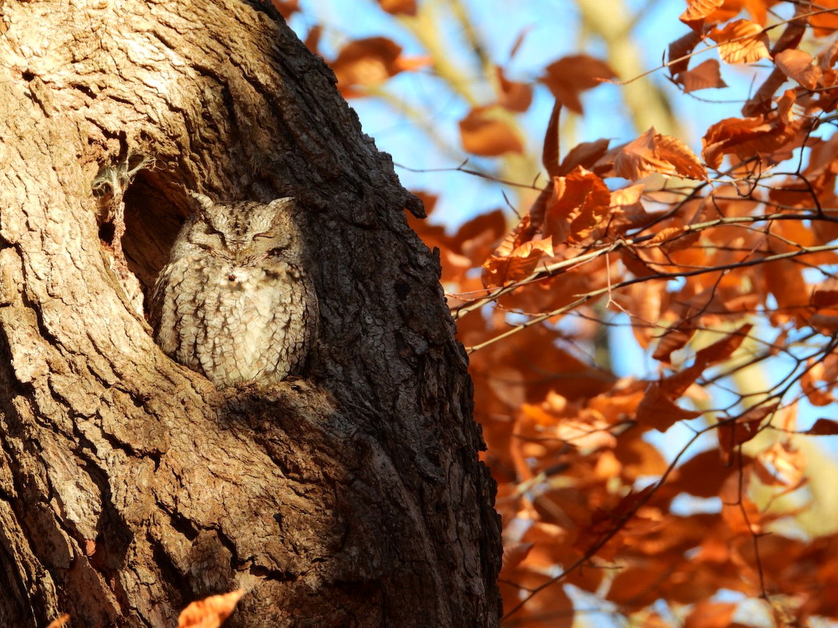 Eastern Screech-Owl - ML645721044