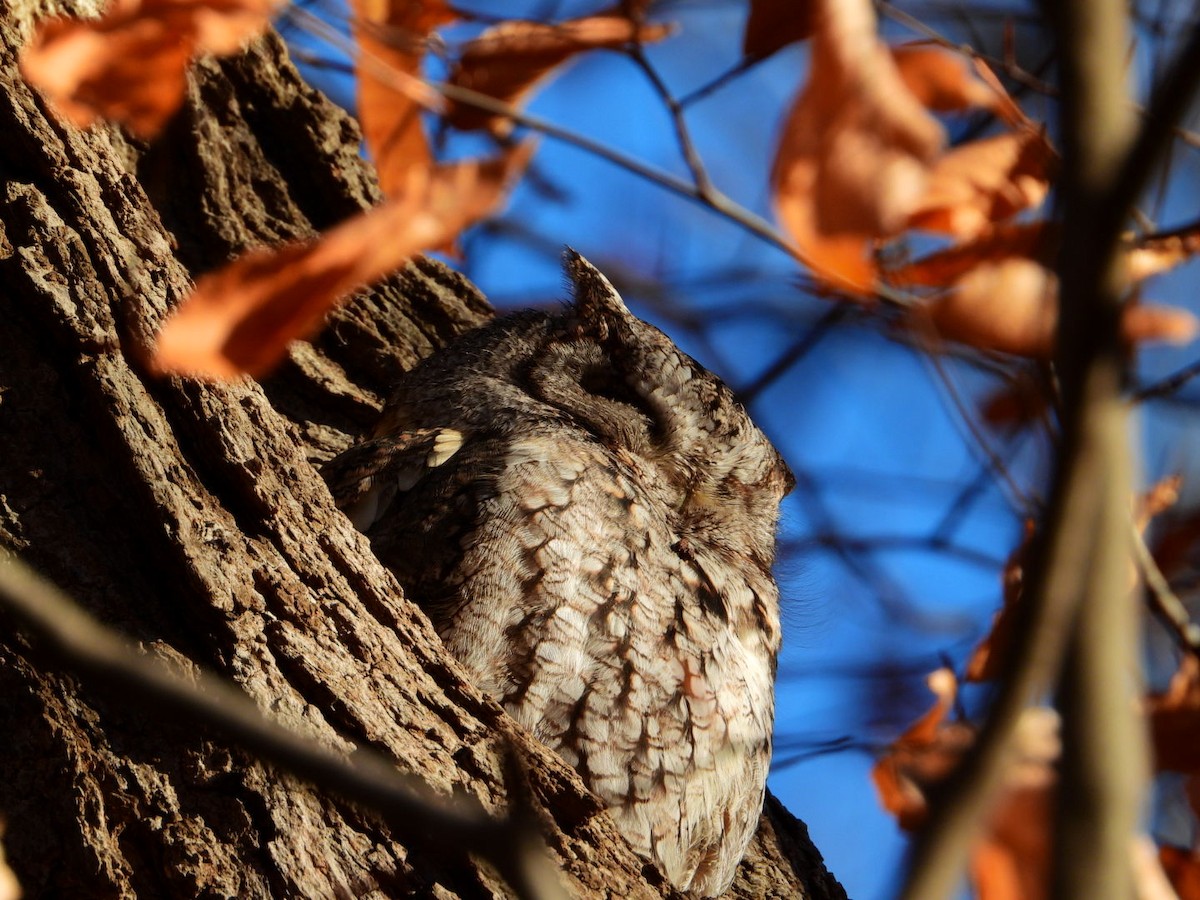 Eastern Screech-Owl - ML645721045