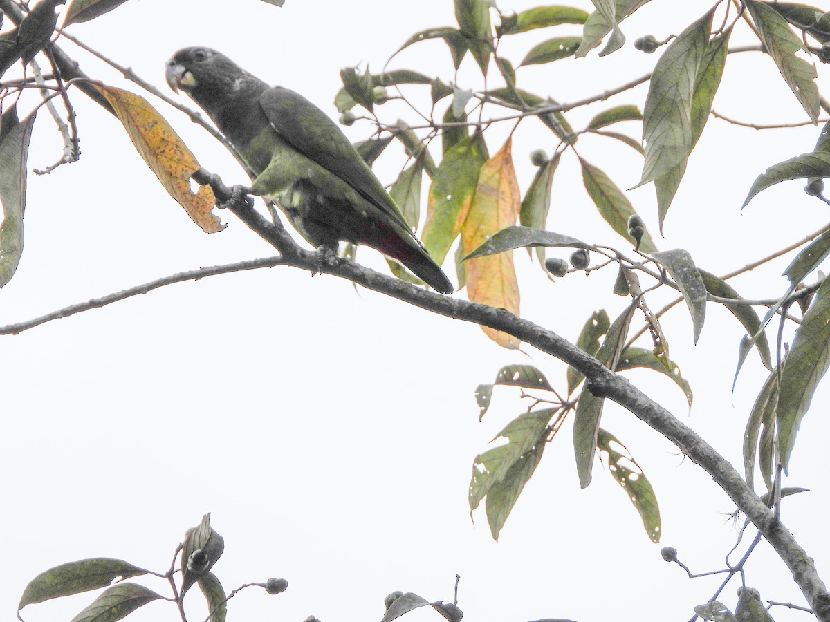 Scaly-headed Parrot - ML645721049