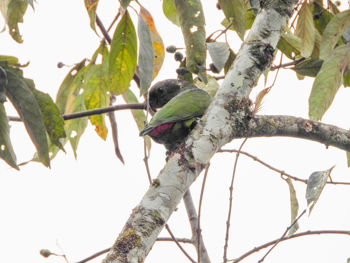 Scaly-headed Parrot - ML645721050