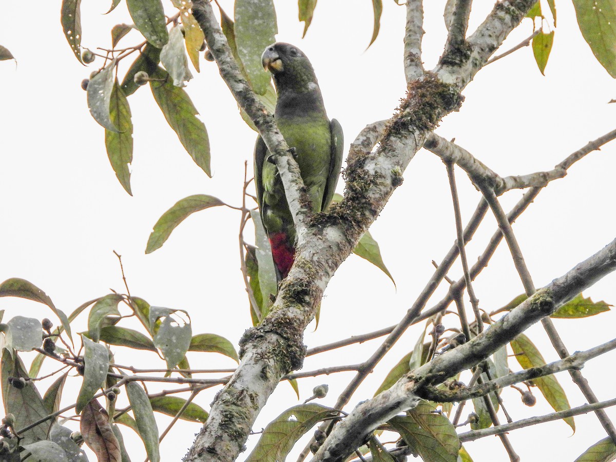 Scaly-headed Parrot - ML645721051