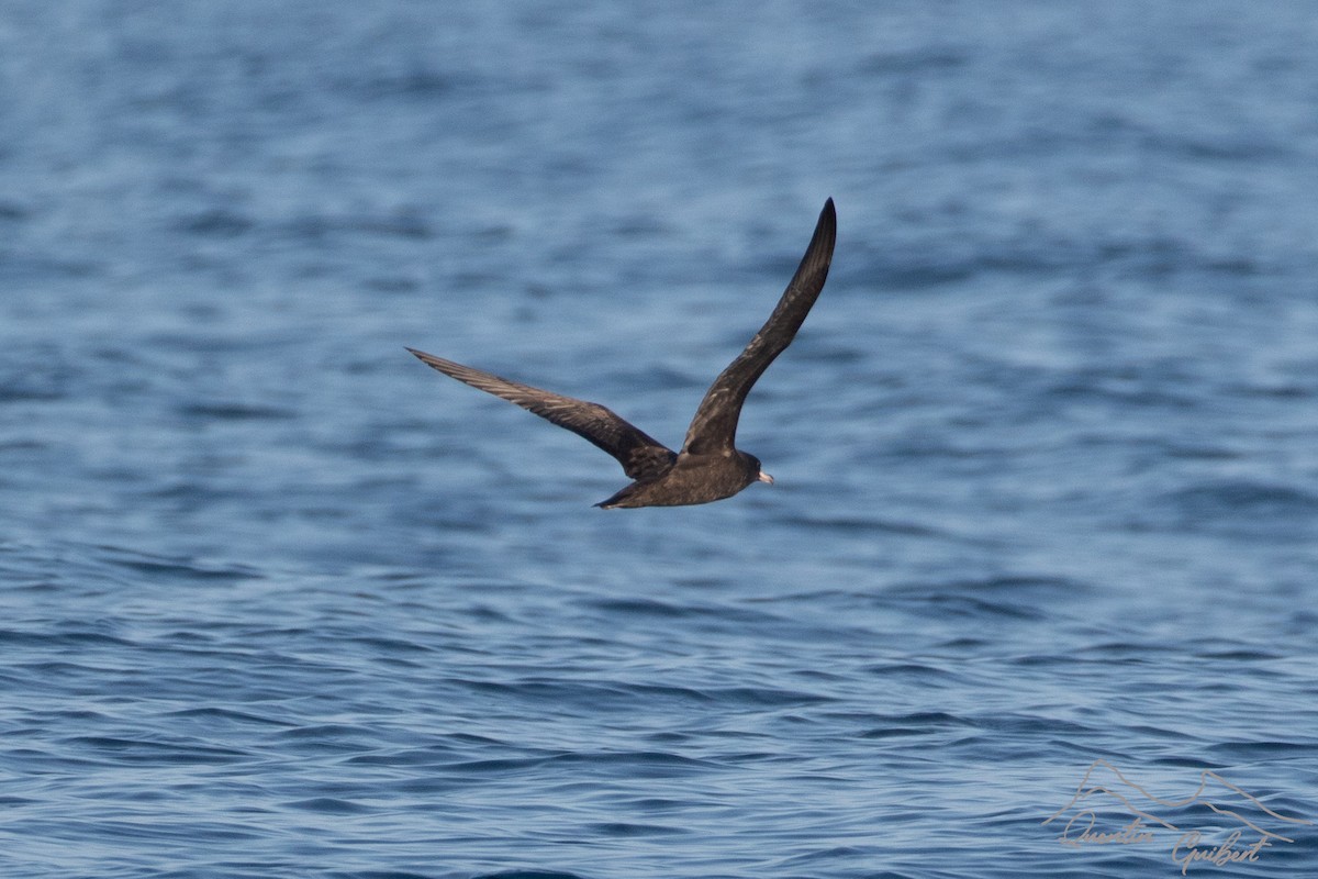 Flesh-footed Shearwater - ML645721053