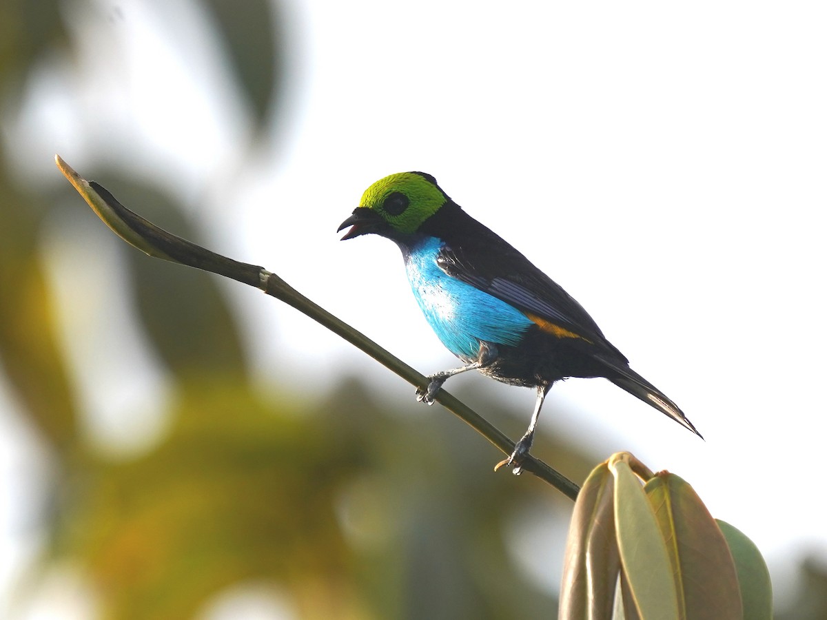 Siebenfarbentangare - ML645721057