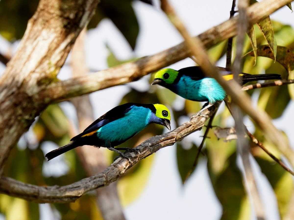 Siebenfarbentangare - ML645721058