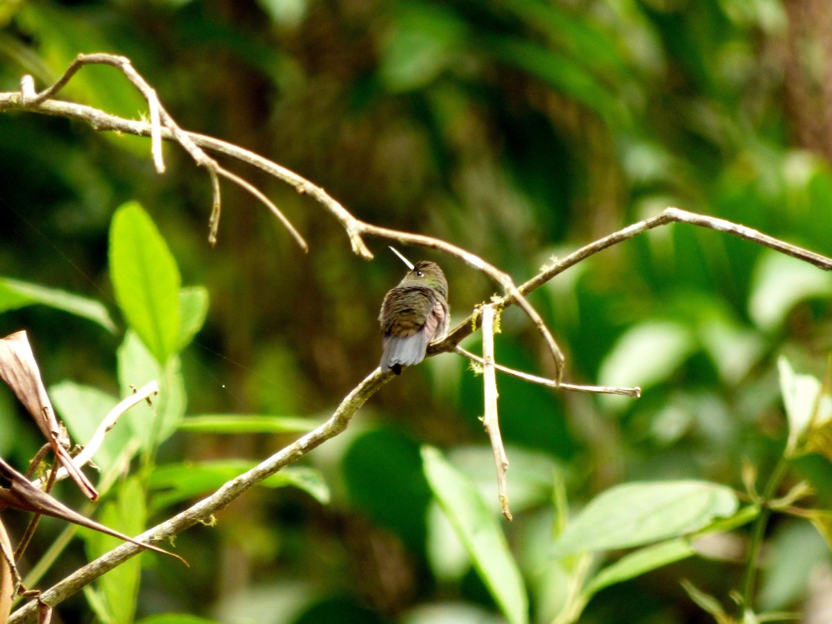 Greenish Puffleg - ML645721064