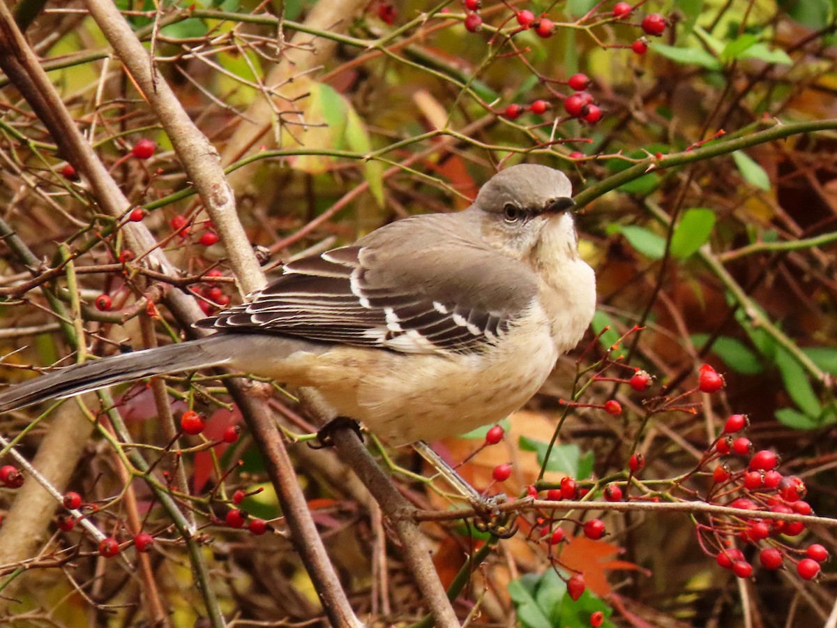 Northern Mockingbird - ML645721068