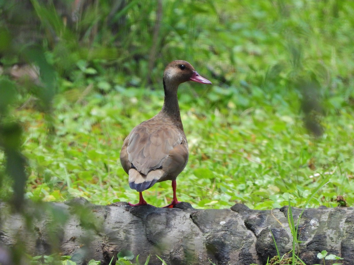 Brazilian Teal - ML645721071