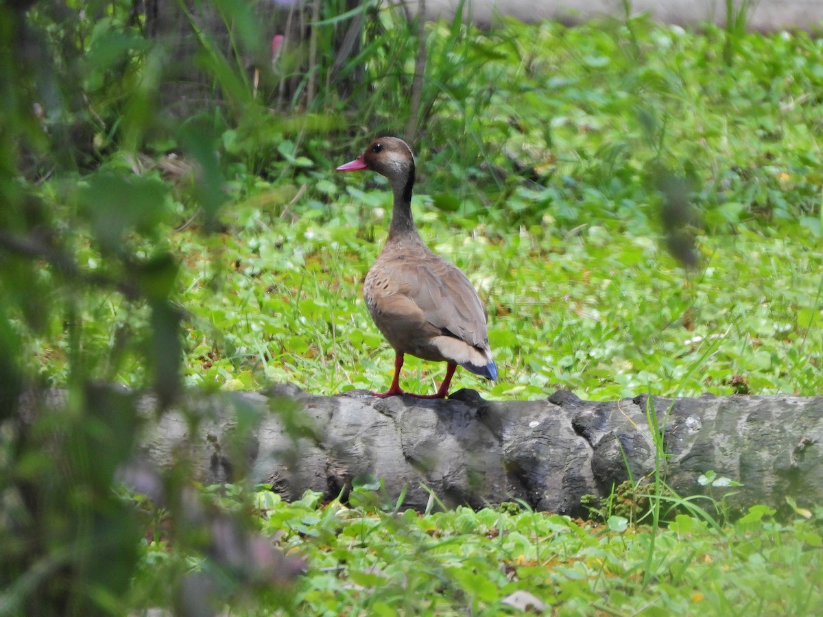 Brazilian Teal - ML645721078
