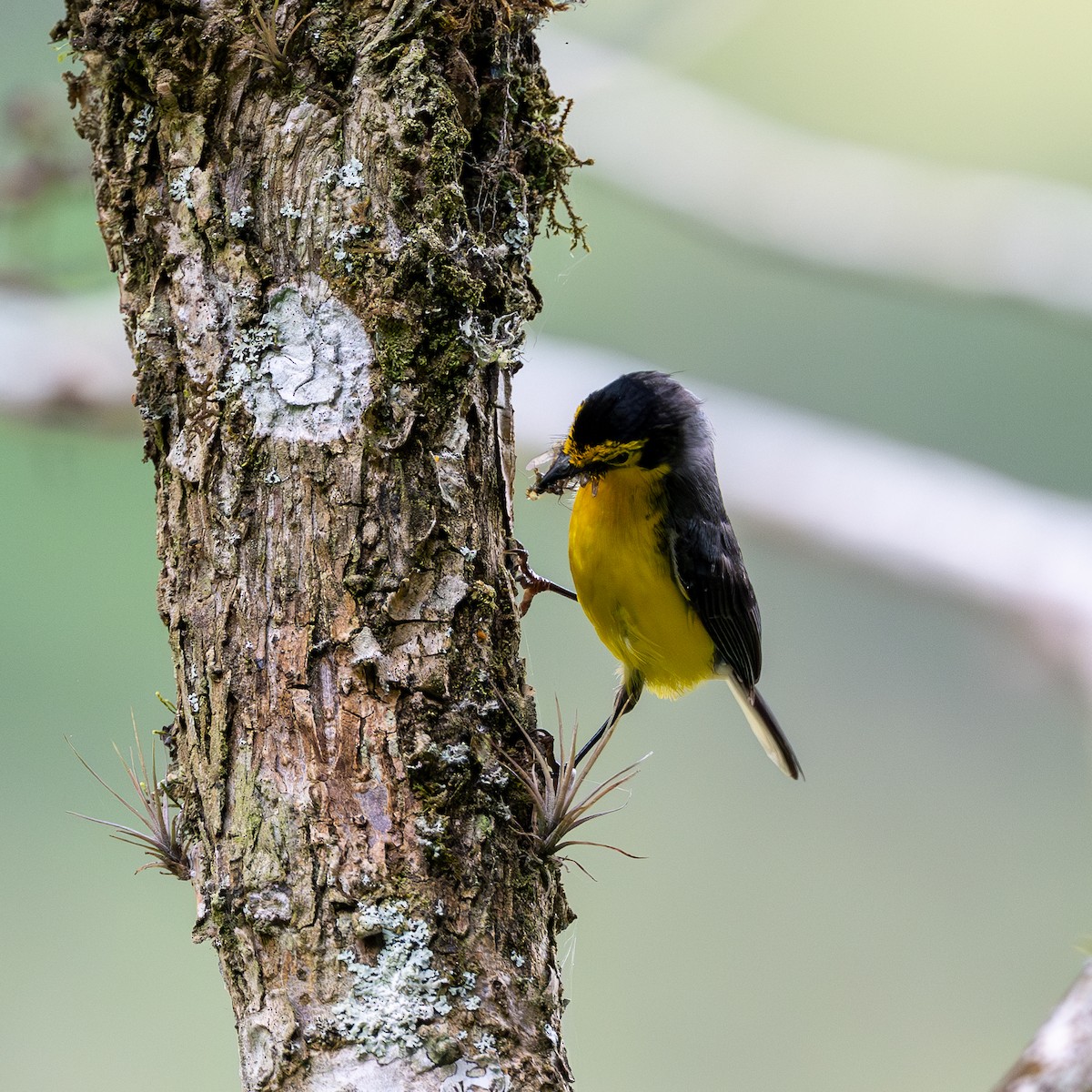 Spectacled Redstart - ML645721081