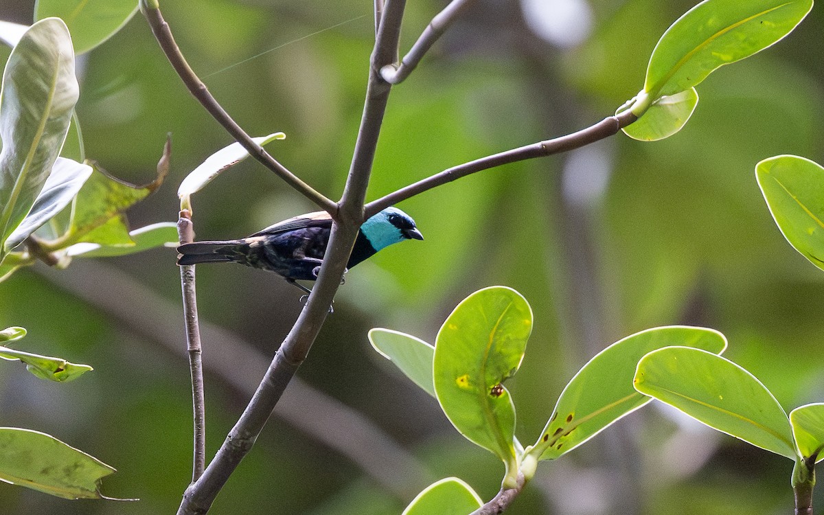 Лазурноголовая танагра - ML645721111