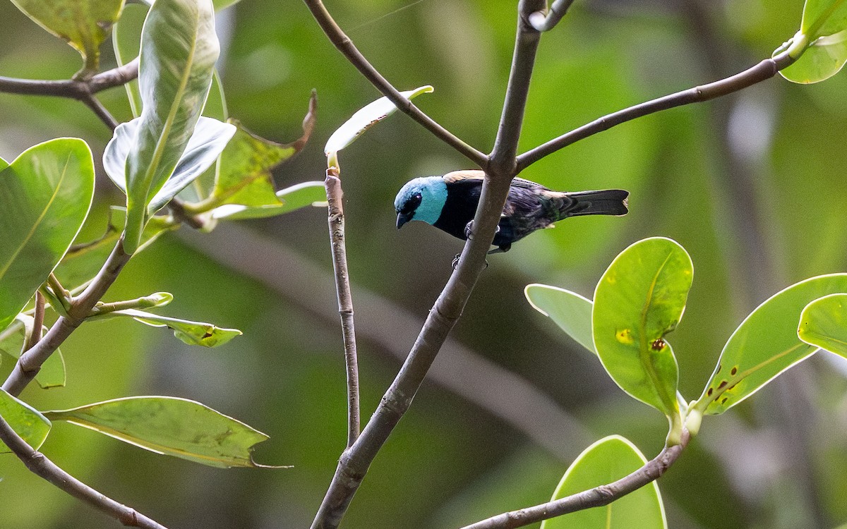 Лазурноголовая танагра - ML645721112