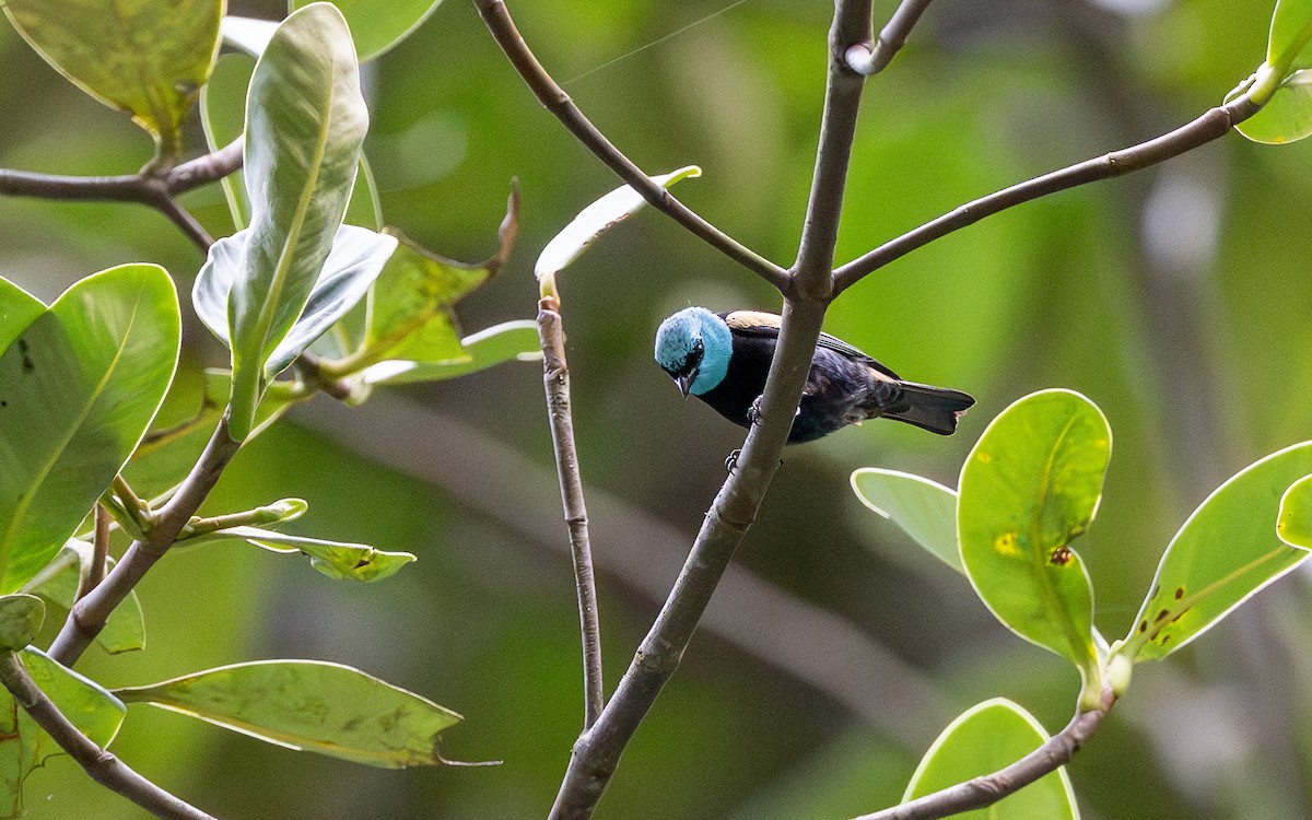 Лазурноголовая танагра - ML645721113