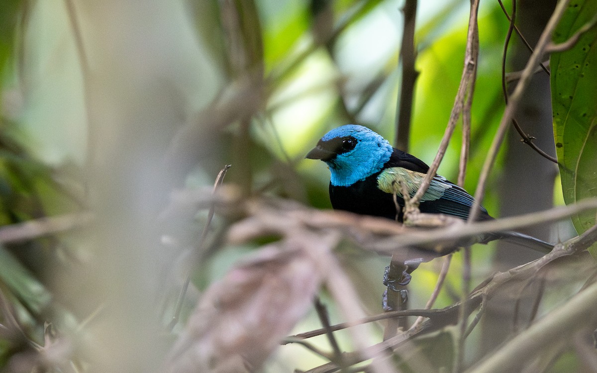 Лазурноголовая танагра - ML645721114