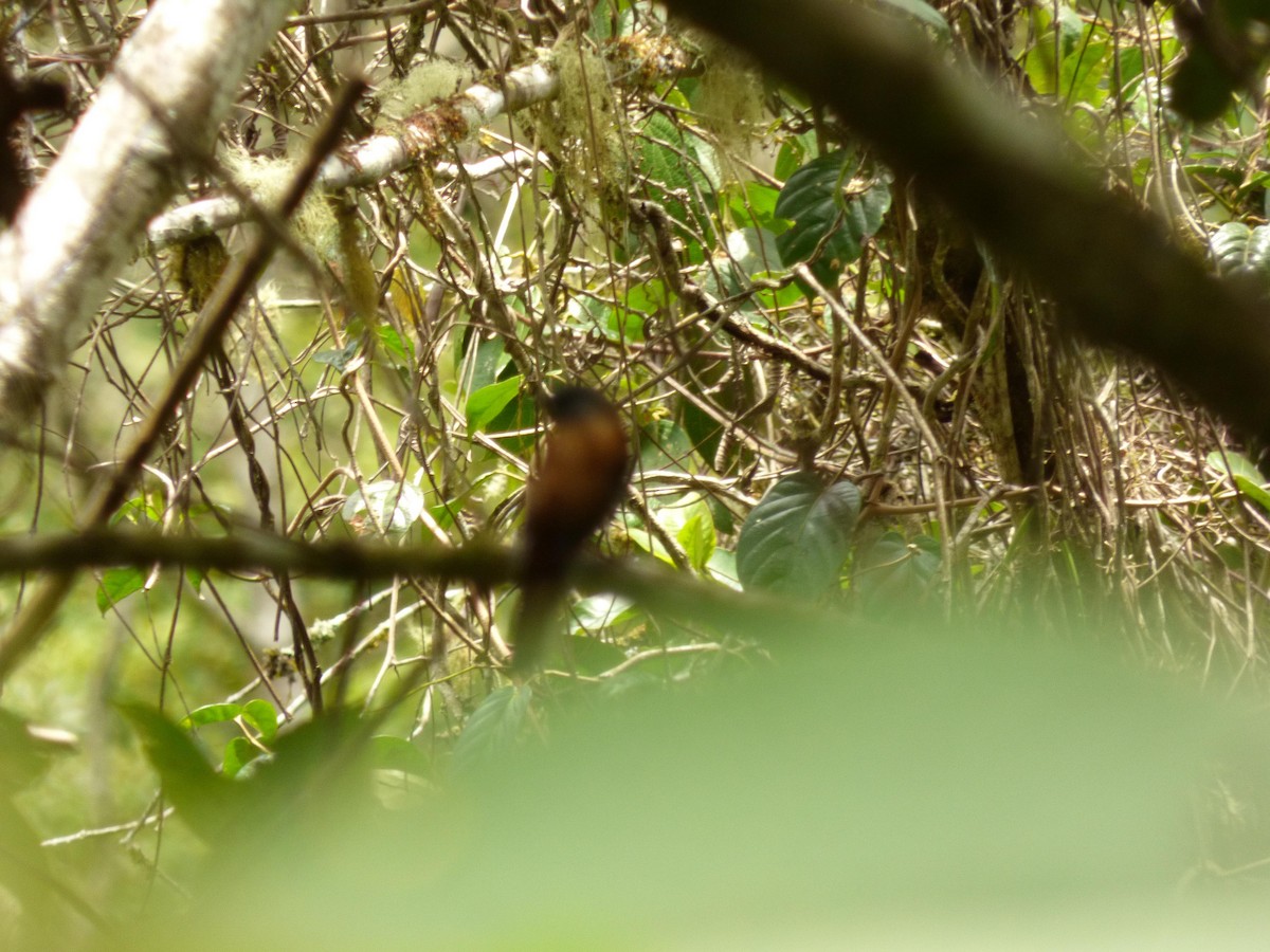 Andean Solitaire - ML645721115