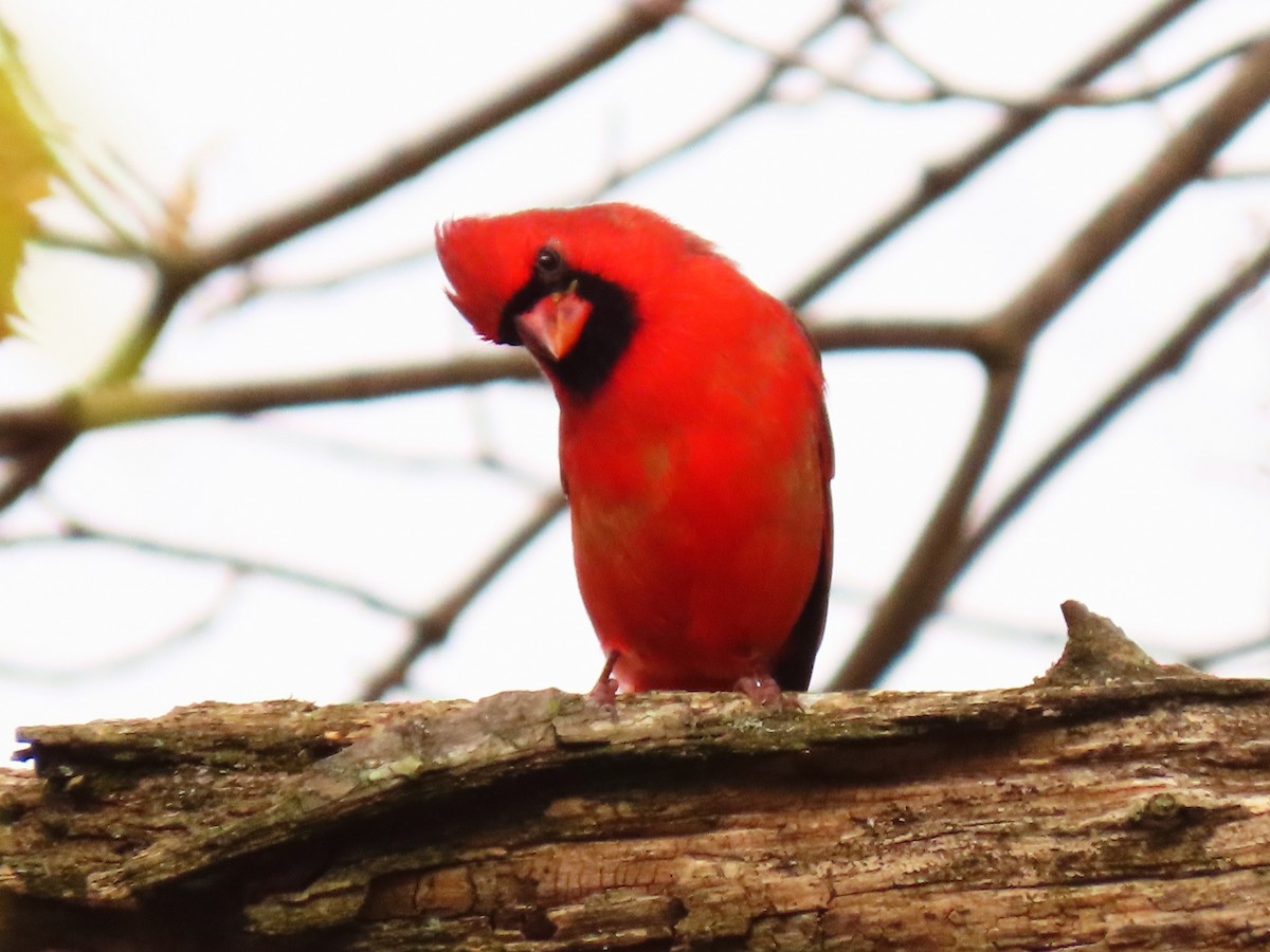 Northern Cardinal - ML645721116