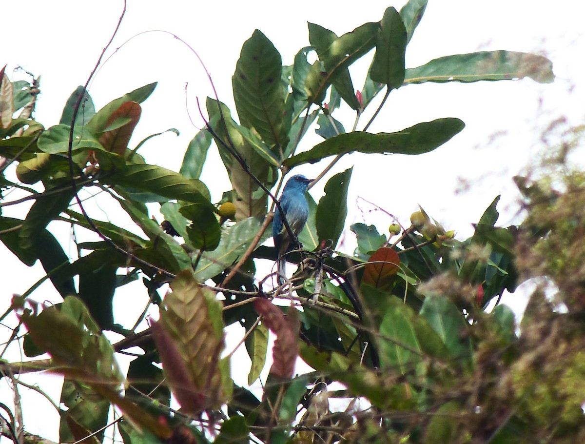 Turquoise Flycatcher - ML645721118