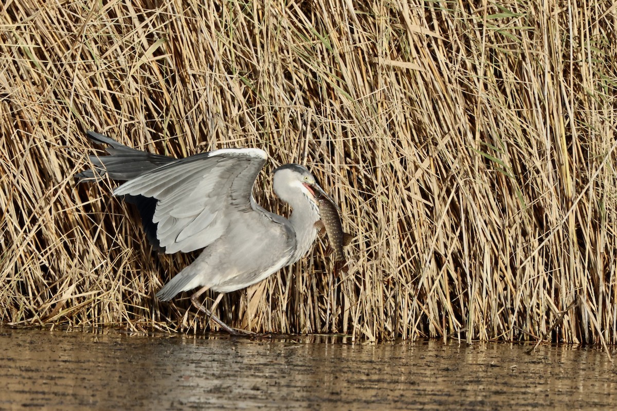 Gray Heron - ML645721119