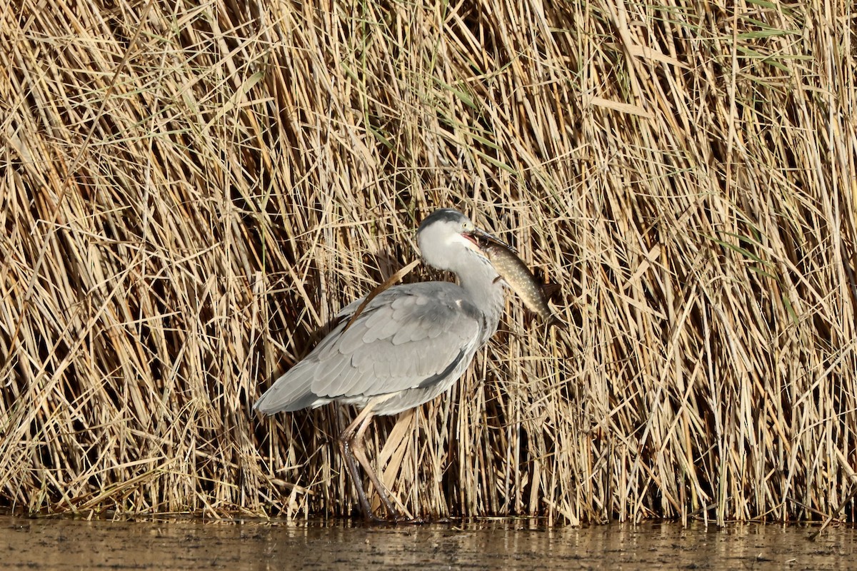 Gray Heron - ML645721126