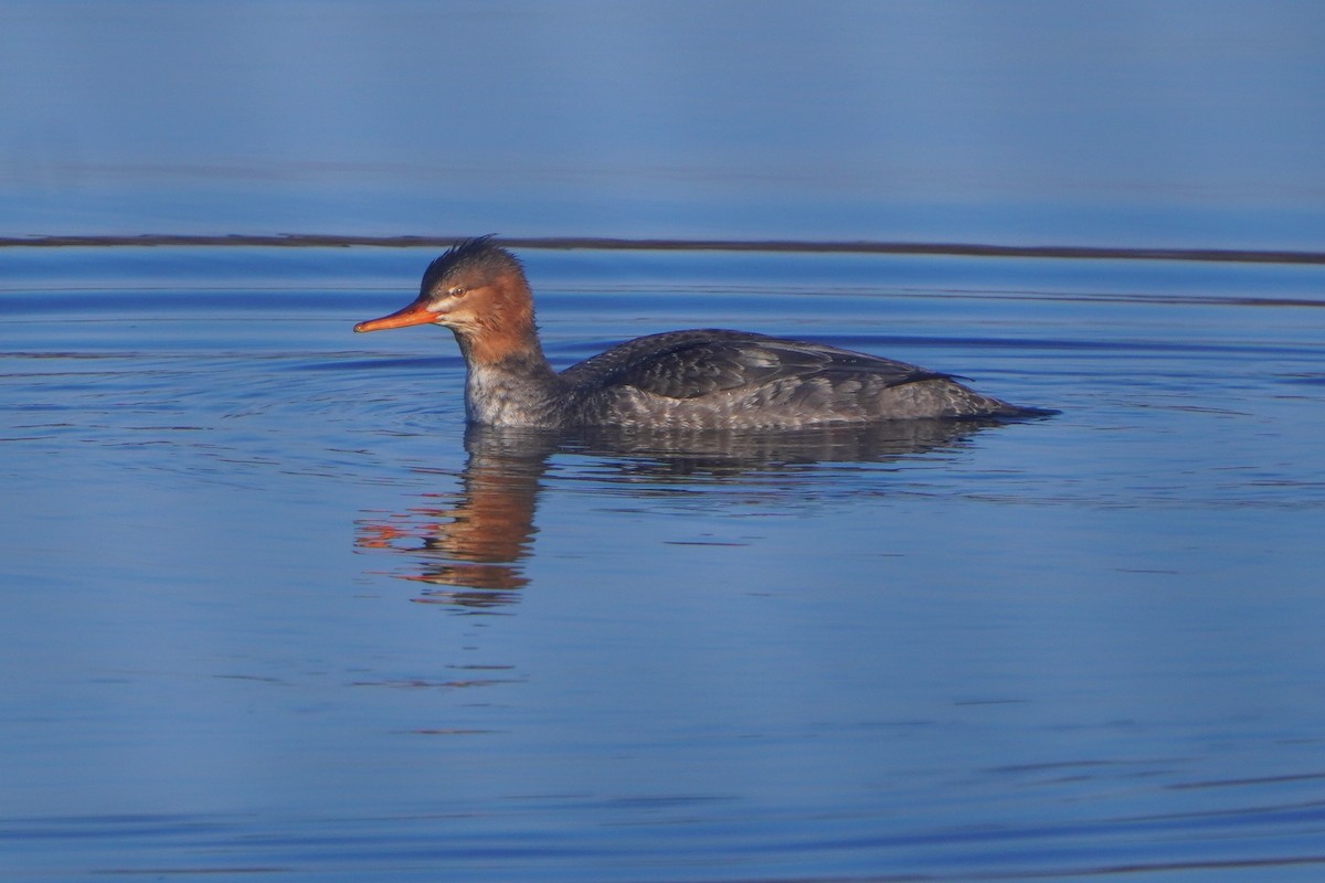 Red-breasted Merganser - ML645721143