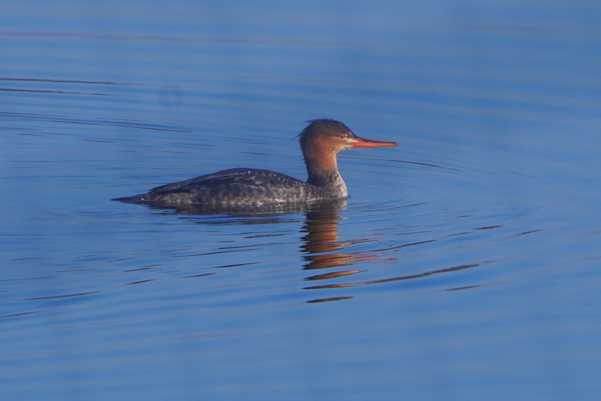 Red-breasted Merganser - ML645721144
