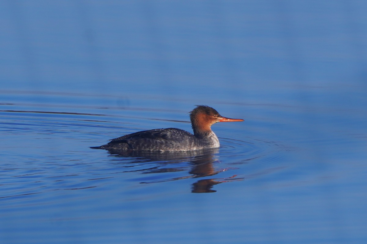 Red-breasted Merganser - ML645721145