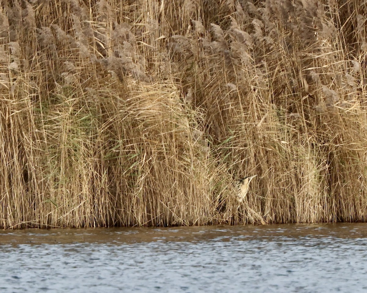 Eurasian Bittern - ML645721155