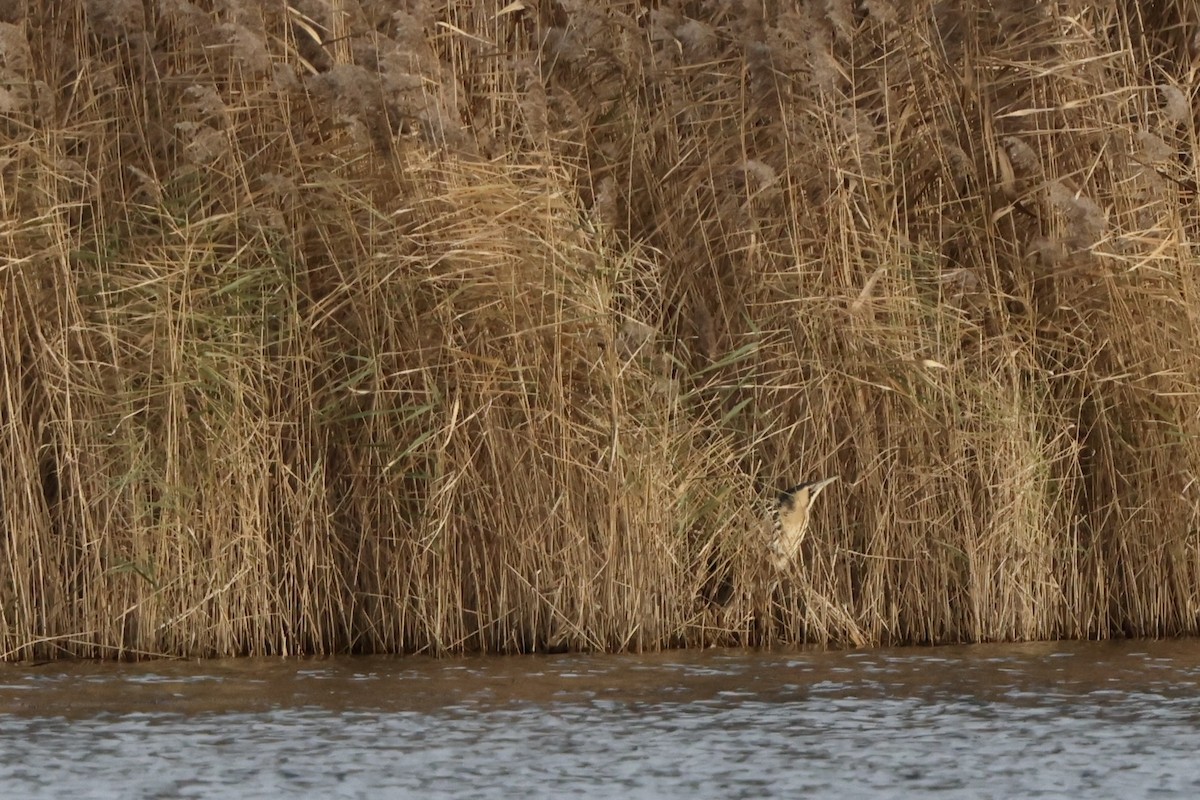Eurasian Bittern - ML645721156