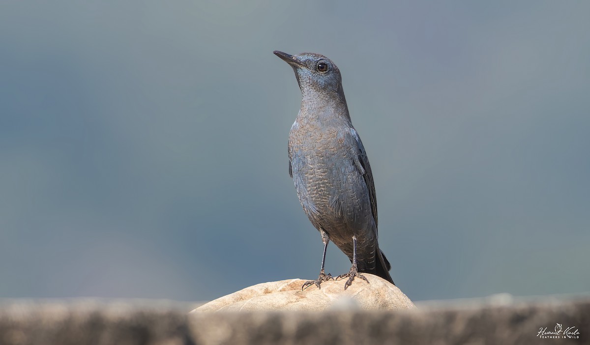 צוקית בודדת - ML645721160