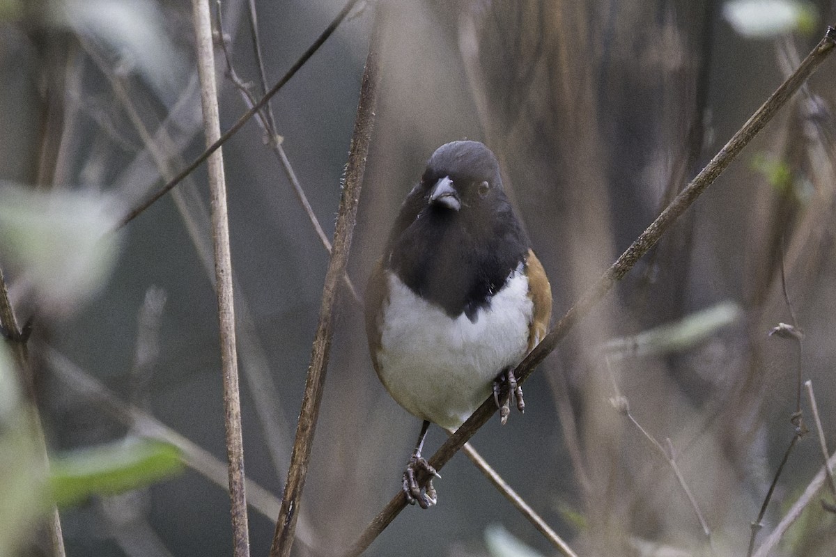 Eastern Towhee - ML645721164