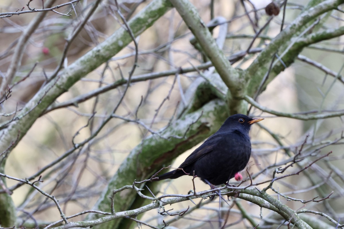 Eurasian Blackbird - ML645721172