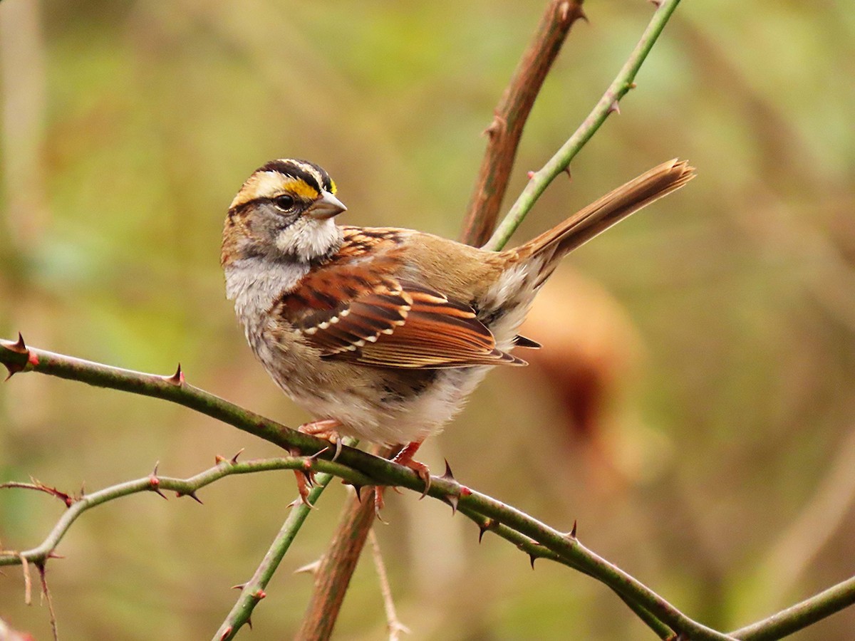 White-throated Sparrow - ML645721173