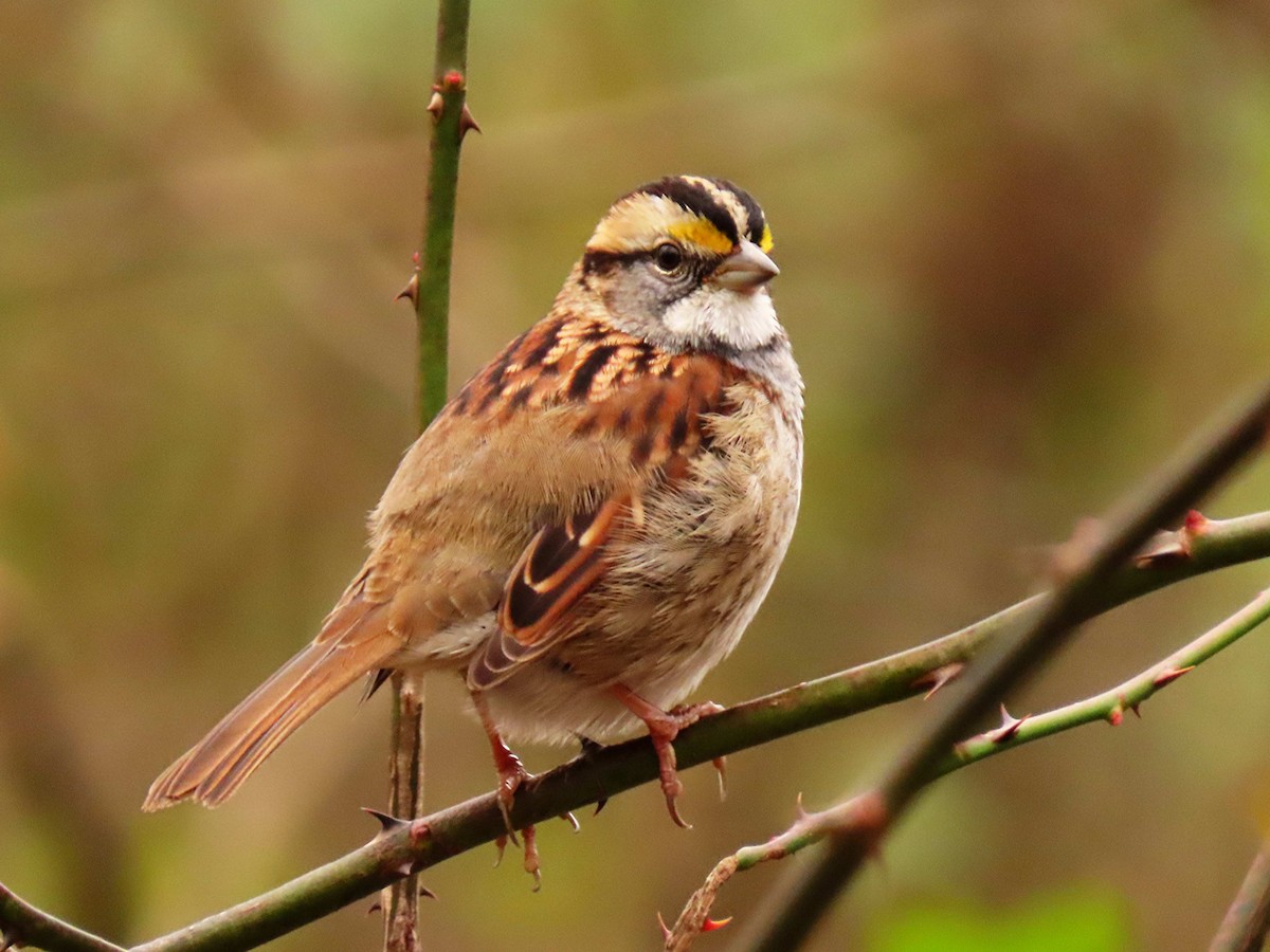 White-throated Sparrow - ML645721174