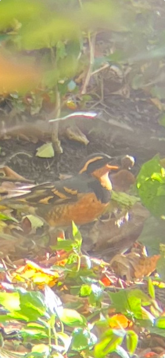 Varied Thrush - ML645721188