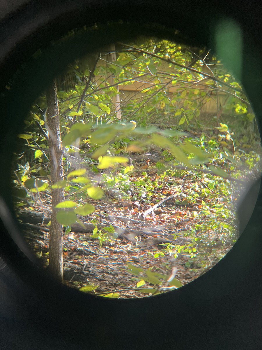 Varied Thrush - ML645721189