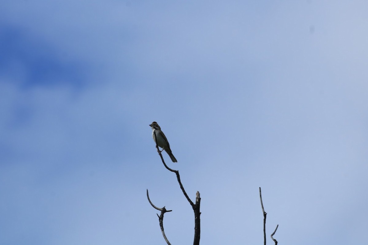 Lark Sparrow - ML645721210