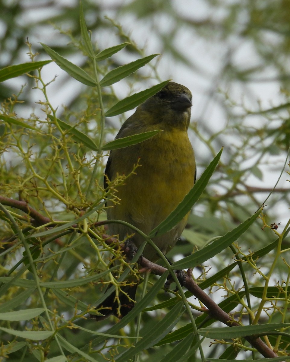 Grassland Yellow-Finch - ML645721213