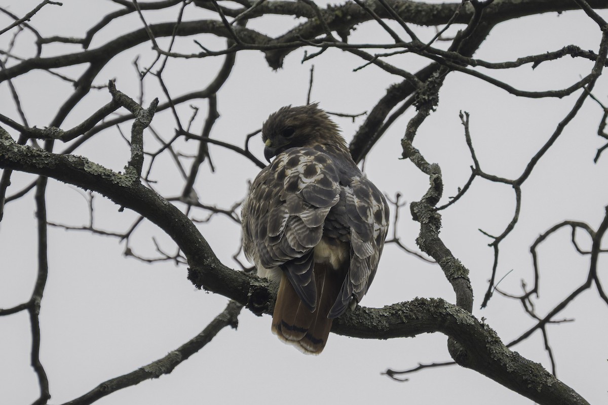 Red-tailed Hawk - ML645721226