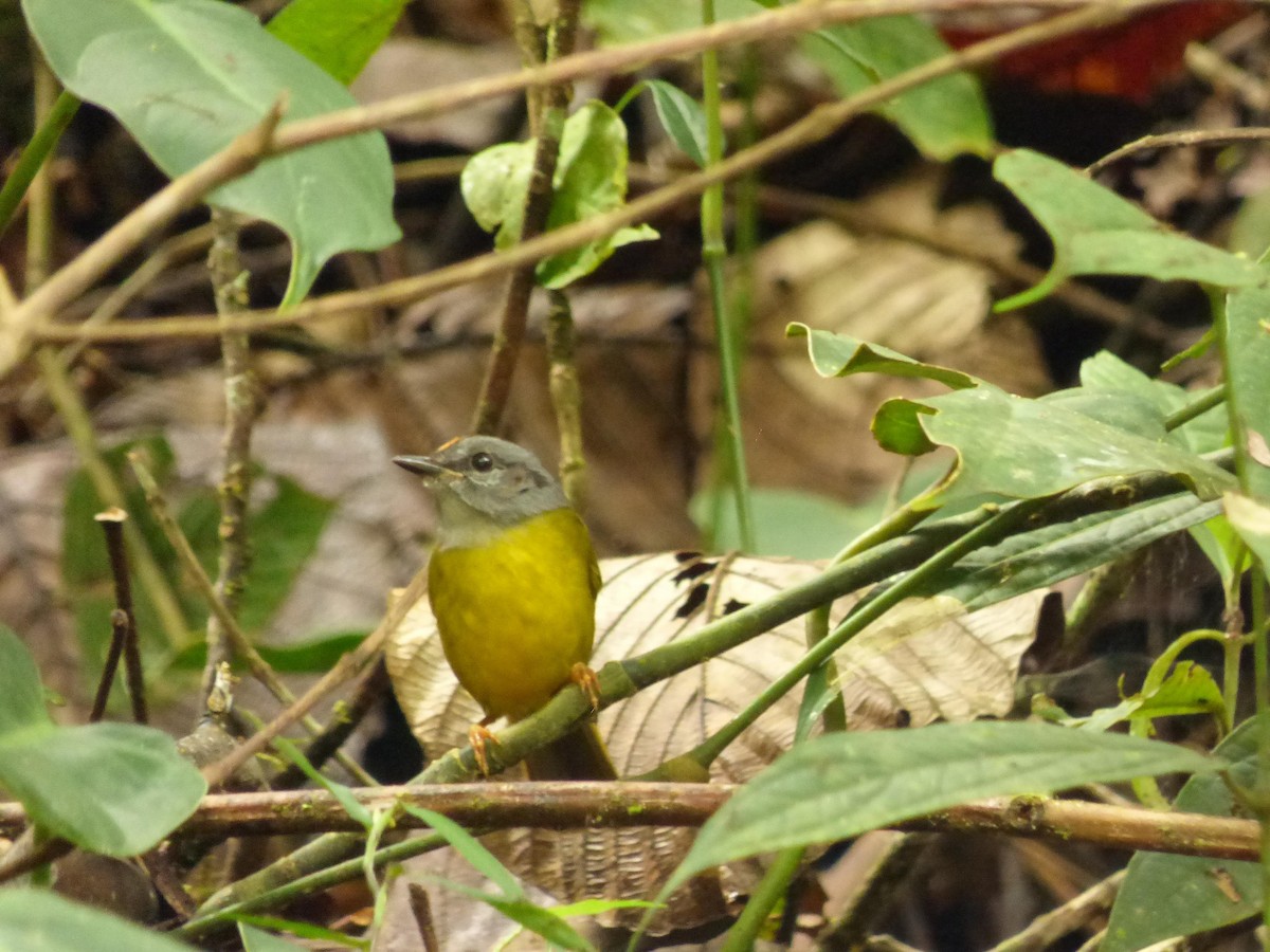 Russet-crowned Warbler - ML645721237