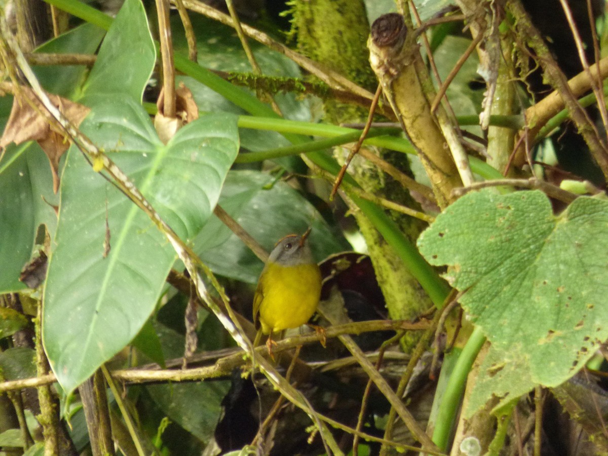 Russet-crowned Warbler - ML645721238