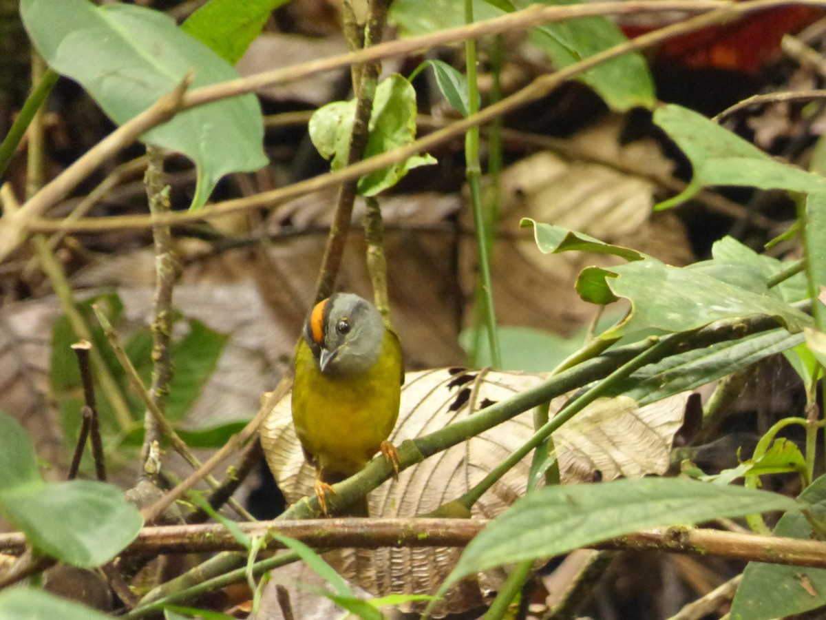 Russet-crowned Warbler - ML645721239