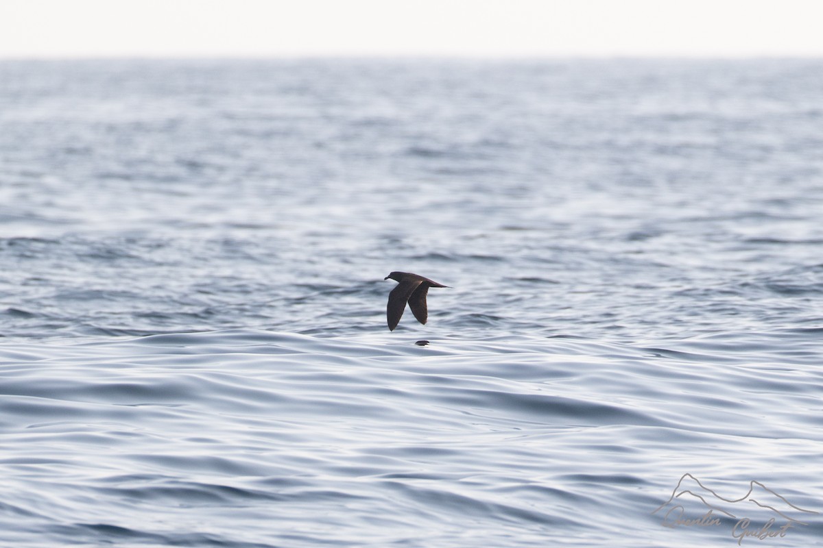 Jouanin's Petrel - ML645721249
