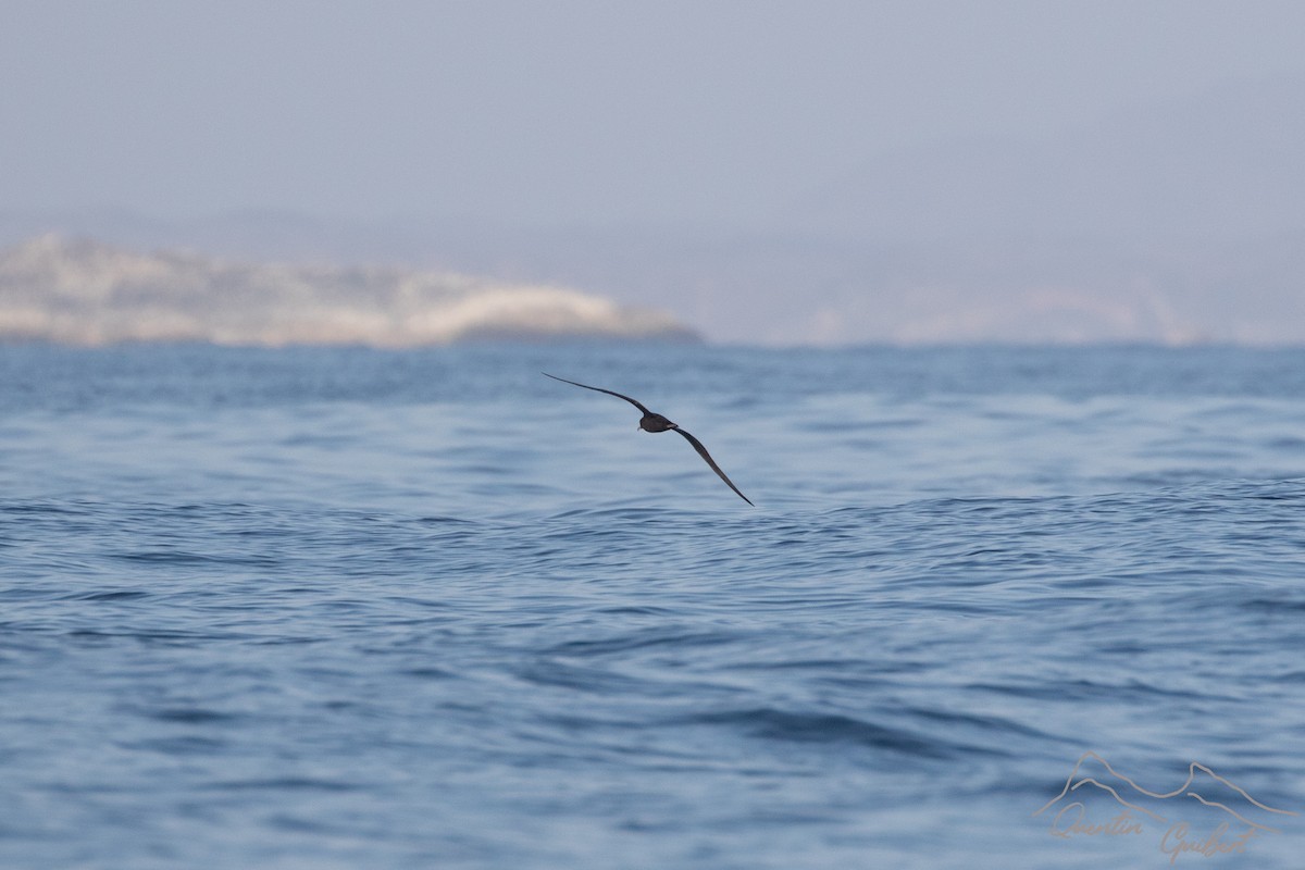 Flesh-footed Shearwater - ML645721255