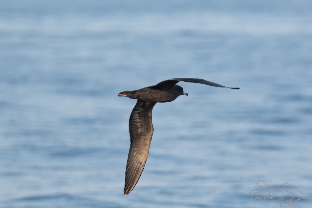 Flesh-footed Shearwater - ML645721257