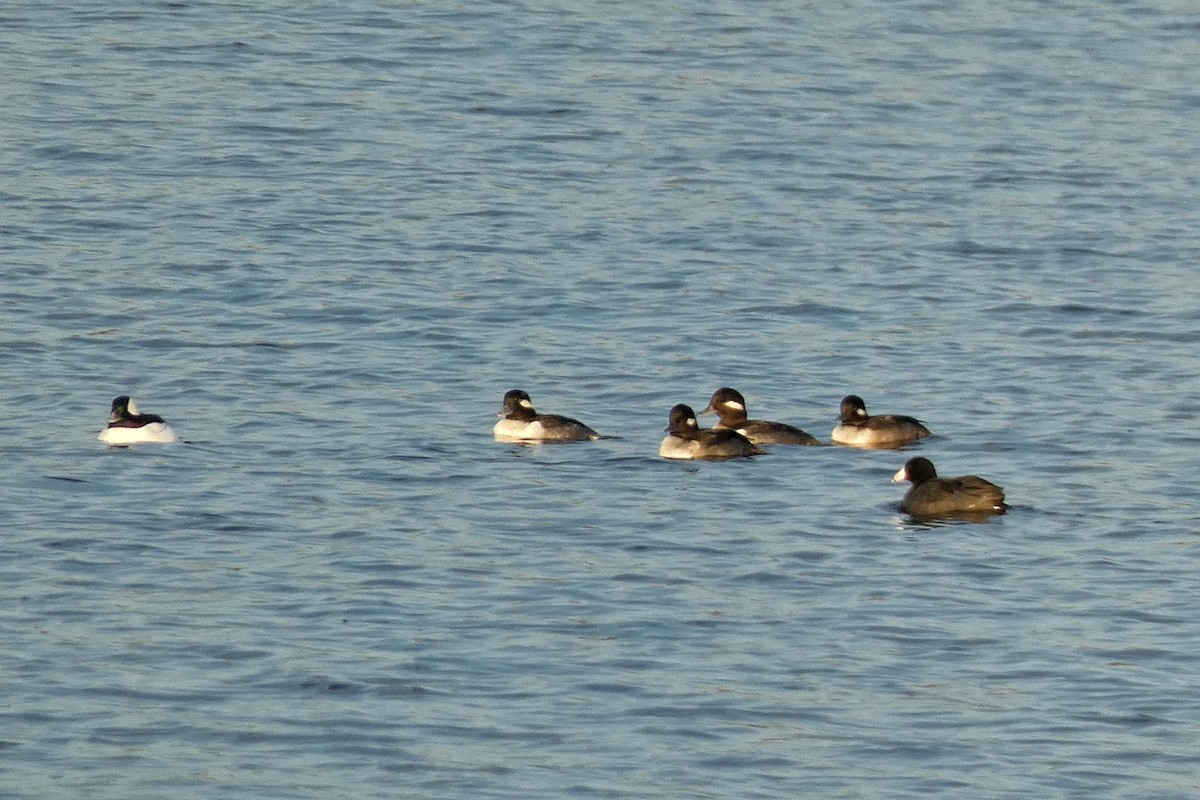 Bufflehead - ML645721263