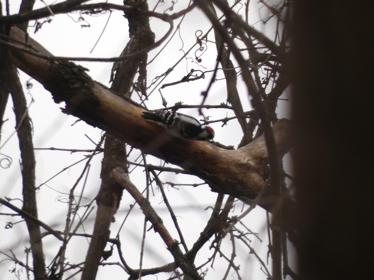 Downy Woodpecker - ML645721264