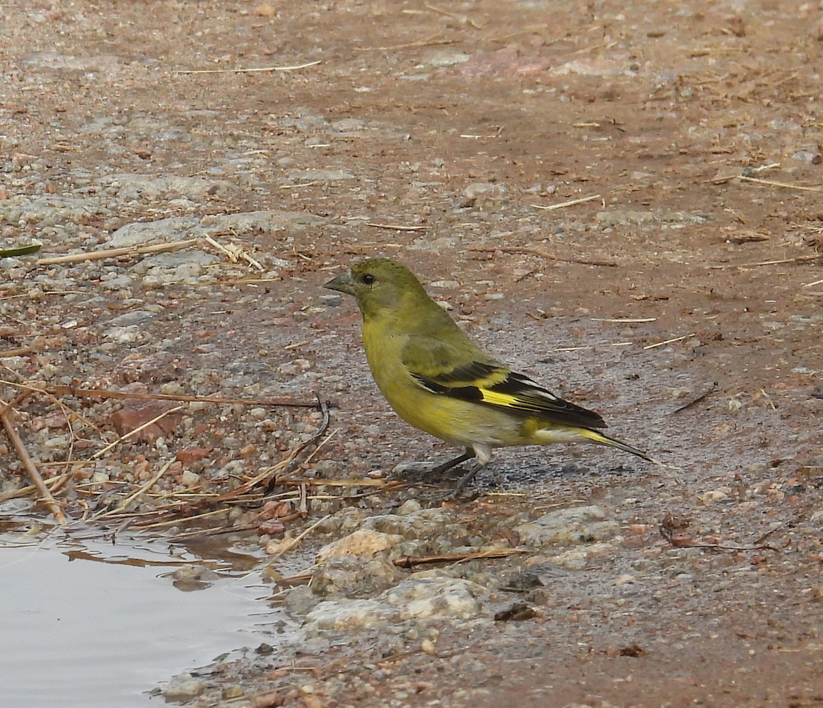 Hooded Siskin - ML645721270
